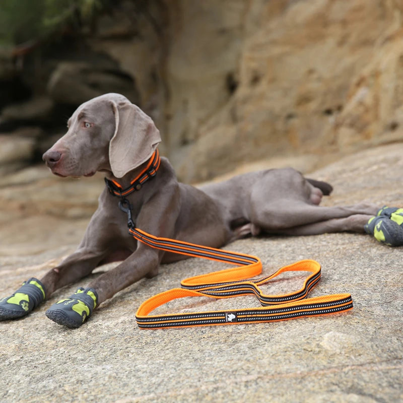 Winhyepet Padded Handle Dog Leash Durable Training Nylon