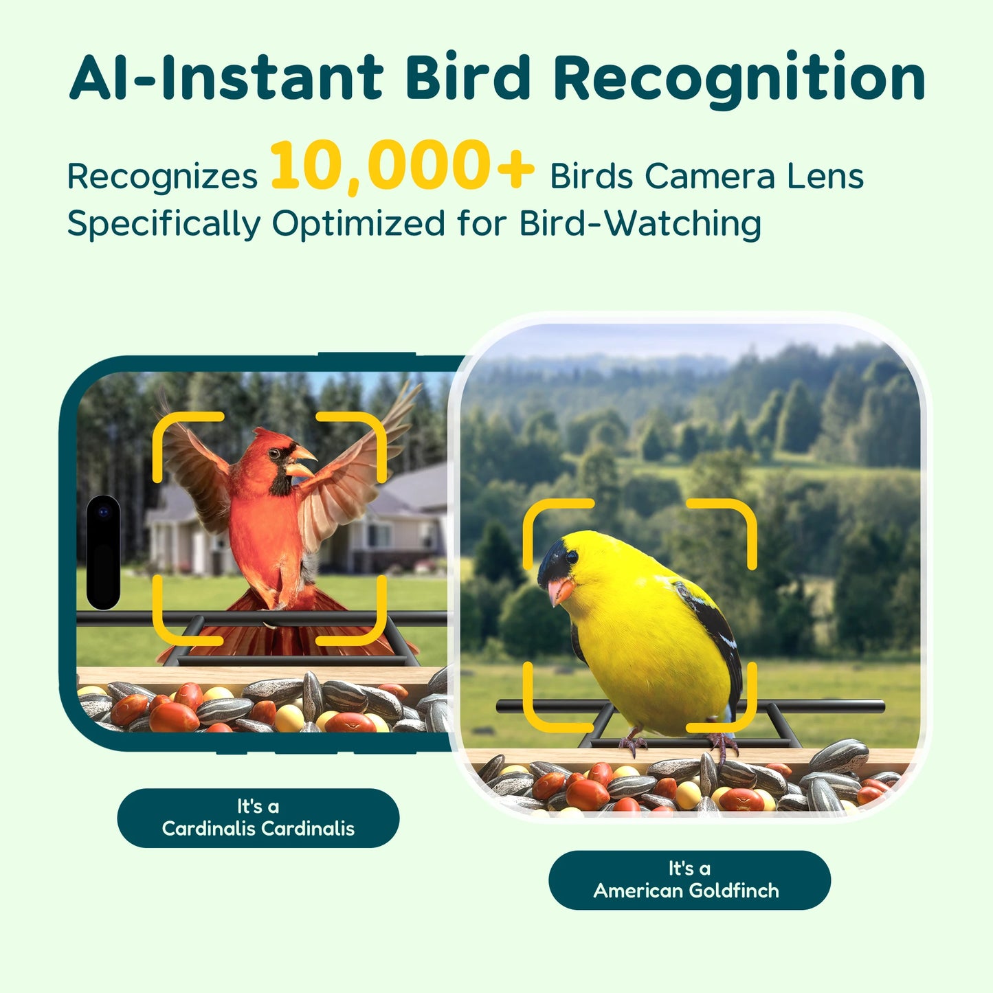 Bird Feeder With Camera Smart Birdhouse AI Identifies 10000 Plus Species